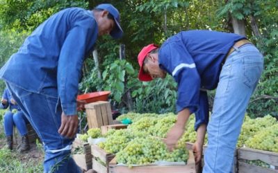 VILLA MONTES IMPULSA PRODUCCIÓN DE UVA TEMPRANERA CON APOYO MUNICIPAL DIRECTO