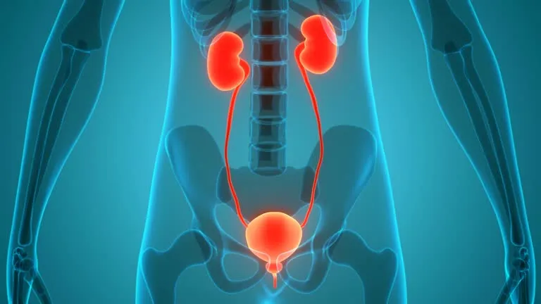 CIENTÍFICOS LOGRAN DESARROLLAR RIÑONES A PARTIR DE CÉLULAS MADRE QUE PODRÍAN REVOLUCIONAR EL TRATAMIENTO DE LA INSUFICIENCIA RENAL