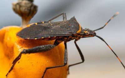 YACUIBA REGISTRA HASTA 24% DE CHAGAS Y SUPERA ALERTAS INTERNACIONALES