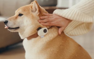 China lanza un traductor para perros y gatos: aseguran que tiene 95% de efectividad y GPS