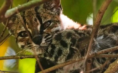 ORO CERCA AL TILCAYO, EL FELINO MÁS NUEVO DE BOLIVIA