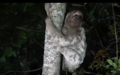 OSA PEREZOSA VENCE LAS QUEMADURAS Y VUELVE LIBRE AL BOSQUE BENIANO